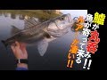 シーバスがアレを丸呑み！！激渋な状況でも釣れるルアーが凄かった！