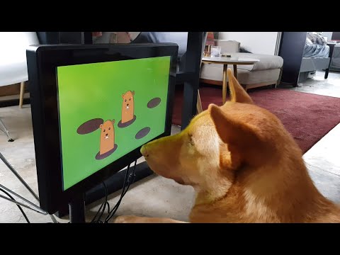 Dogs playing video games with Joipaw