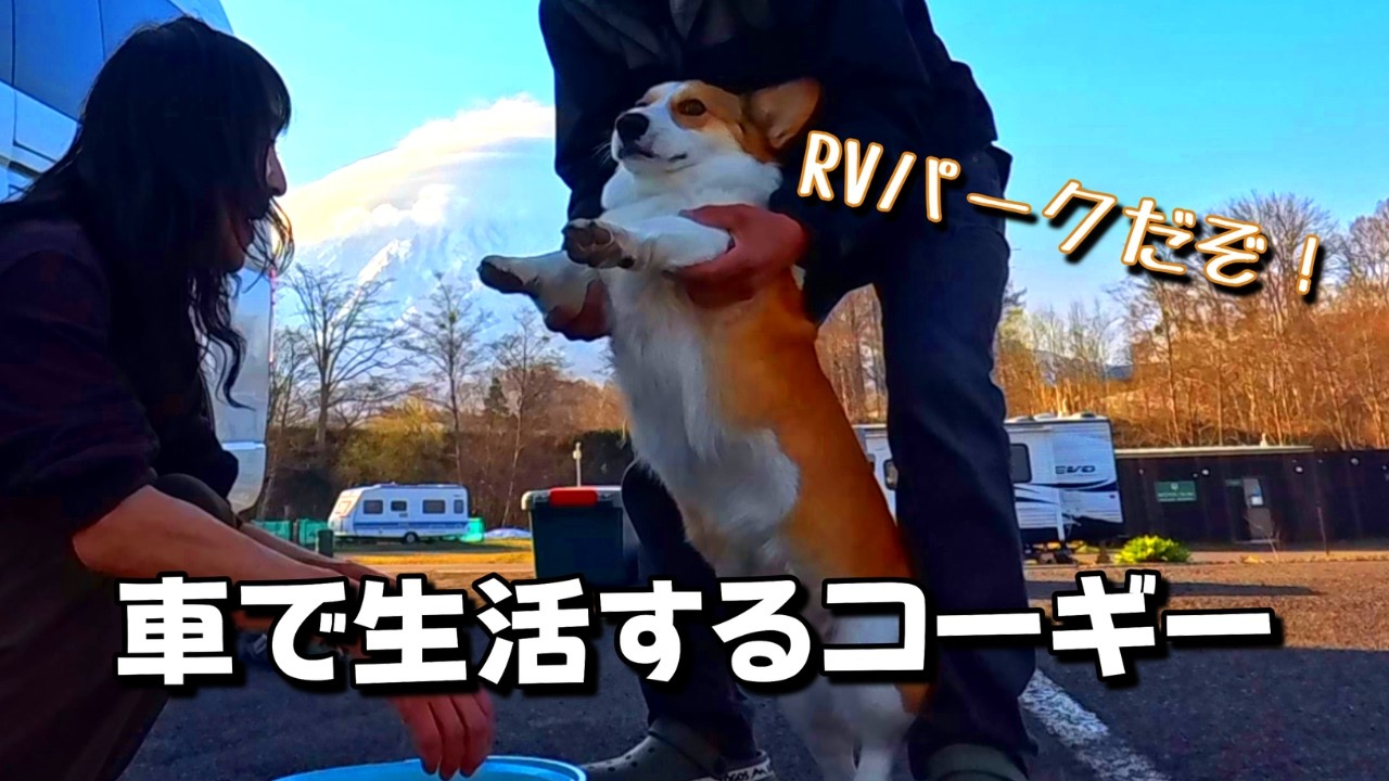 Kotaro the Traveling Corgi] Currently living in a car! - YouTube
