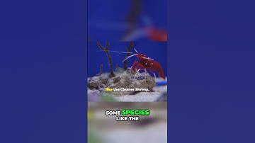 The Amazing Role of Shrimp in Marine Ecosystems