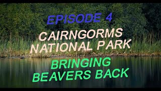 Wild Spaces Episode 4 Bringing Beavers Back