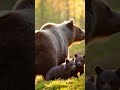 Mother Bear Won't Back Down From Anything #animals #wildlife