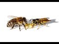 How to Treat Bee and Wasp Stings - Wasp Sting Treatment