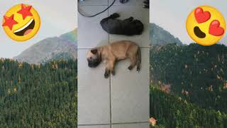 Cachorrinhos dormindo