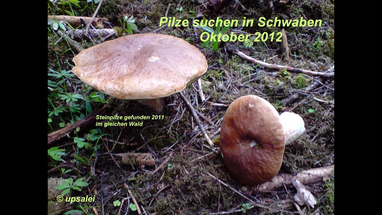 Pilze Sammeln Menge Pilze Sammeln Menge