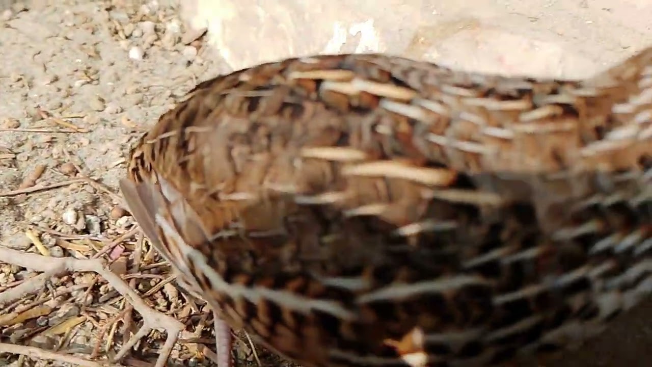 Quail happy 😁🥰 