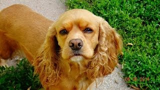 Information Cocker Spaniel Puppies From Birth To 8 Weeks Old News