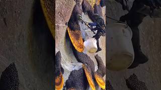 World’s Costliest & Rarest Honey | Black Honey | Mad honey | By KaMad Reporting #shorts