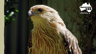 A concerning injury for this whistling kite | Wildlife Warriors Missions