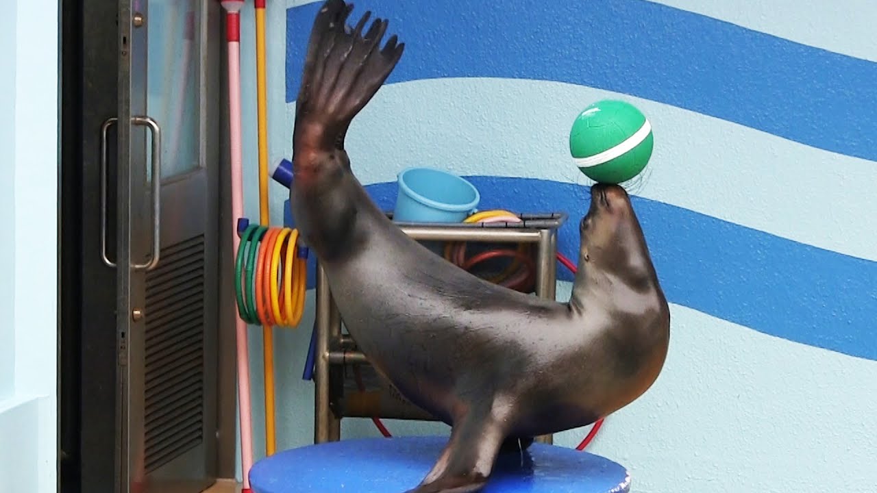 おもしろ アシカショー 3 Sea Lion Show かわいい動物 Funy Cute Animals Youtube おもしろ アシカショー 3 Sea Lion Show かわいい動物 Funy Cute Animals Youtube