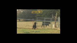 Bouvier Farm Dog Fun #bouvierdesflandres #bouvierdog #cows #farmlife #dogshorts #shorts #doglife