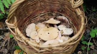 Грибной сезон. Млечники Грибной сезон. Млечники