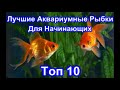 Лучшие Аквариумные Рыбки. Для Начинающих. Топ 10.