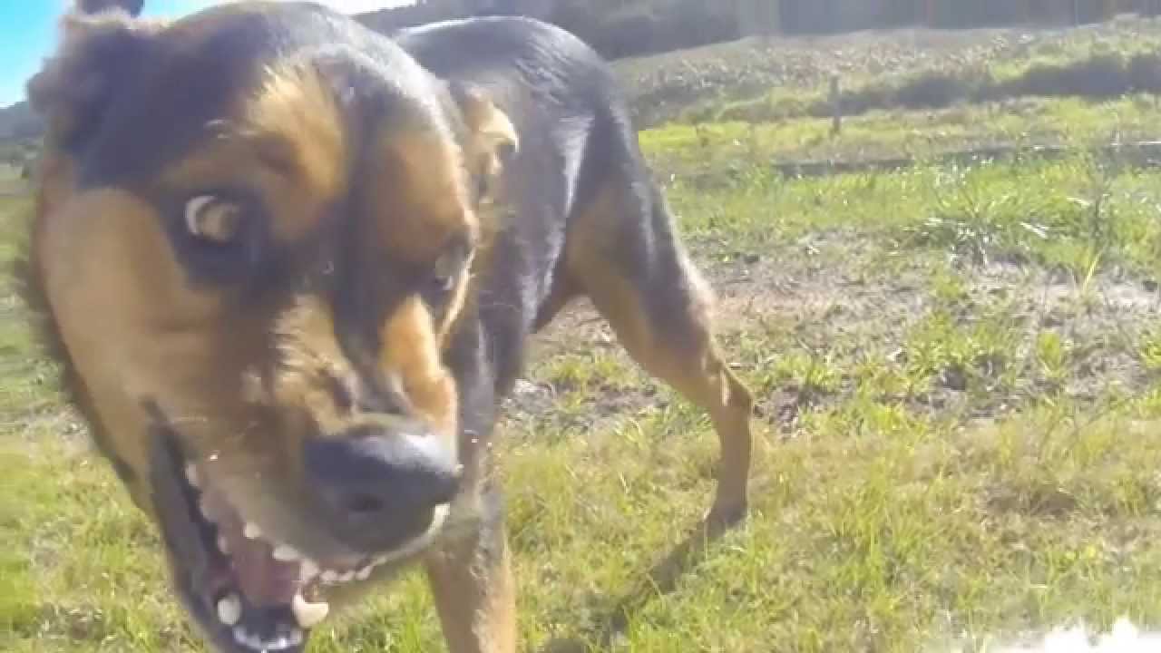 maltese x kelpie