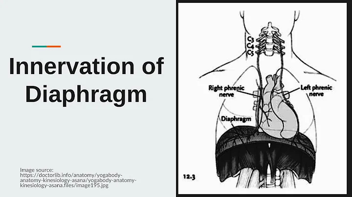 Nerve Supply of Diaphragm | Motor and Sensory Nerve Supply of Diaphragm