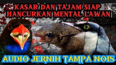 Masteran PERPADUN KASAR & TAJAM |JINJING PETULAK, TENGKEK UDANG & BAJING KEKES