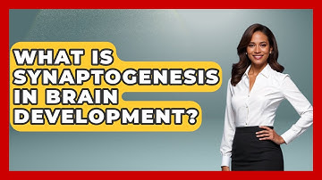 What Is Synaptogenesis In Brain Development? - Brain Development Hub