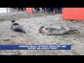 Hundreds cheer as rescued Alaska seals return to the wild