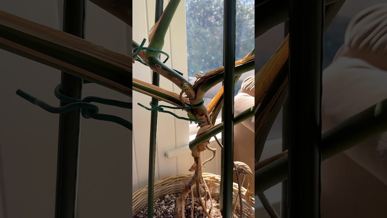 A Monstera update - mother plant + rooted cuttings 🌱