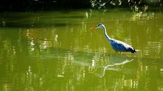 大安森林公園生態池