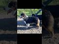 Fluffy Geniuses Crew 19 #dogshorts #dogvideosfunny #australianshepherd #entlebucher #dogvideos #dogs