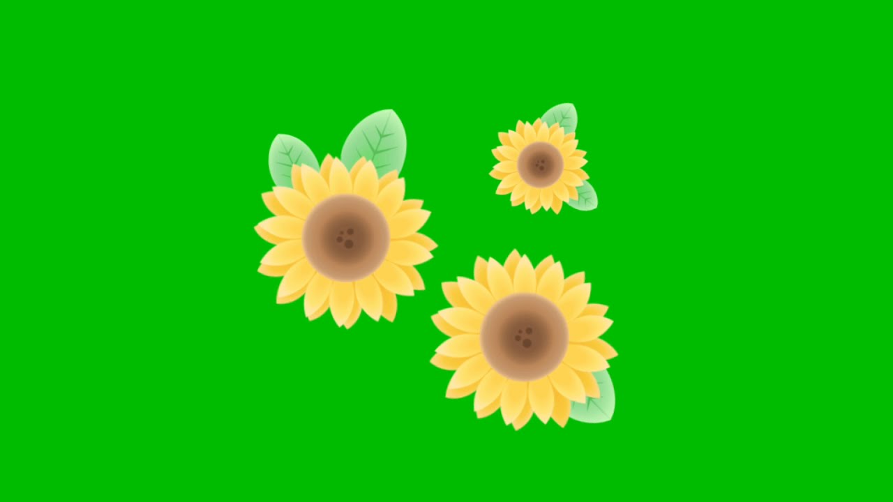 Green screen Sunflower। Green screen animation sunflower। Sunflower