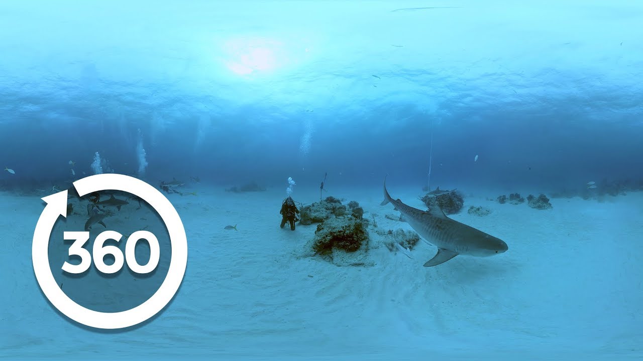 Understanding Sharks | Shark Week (360 Video)