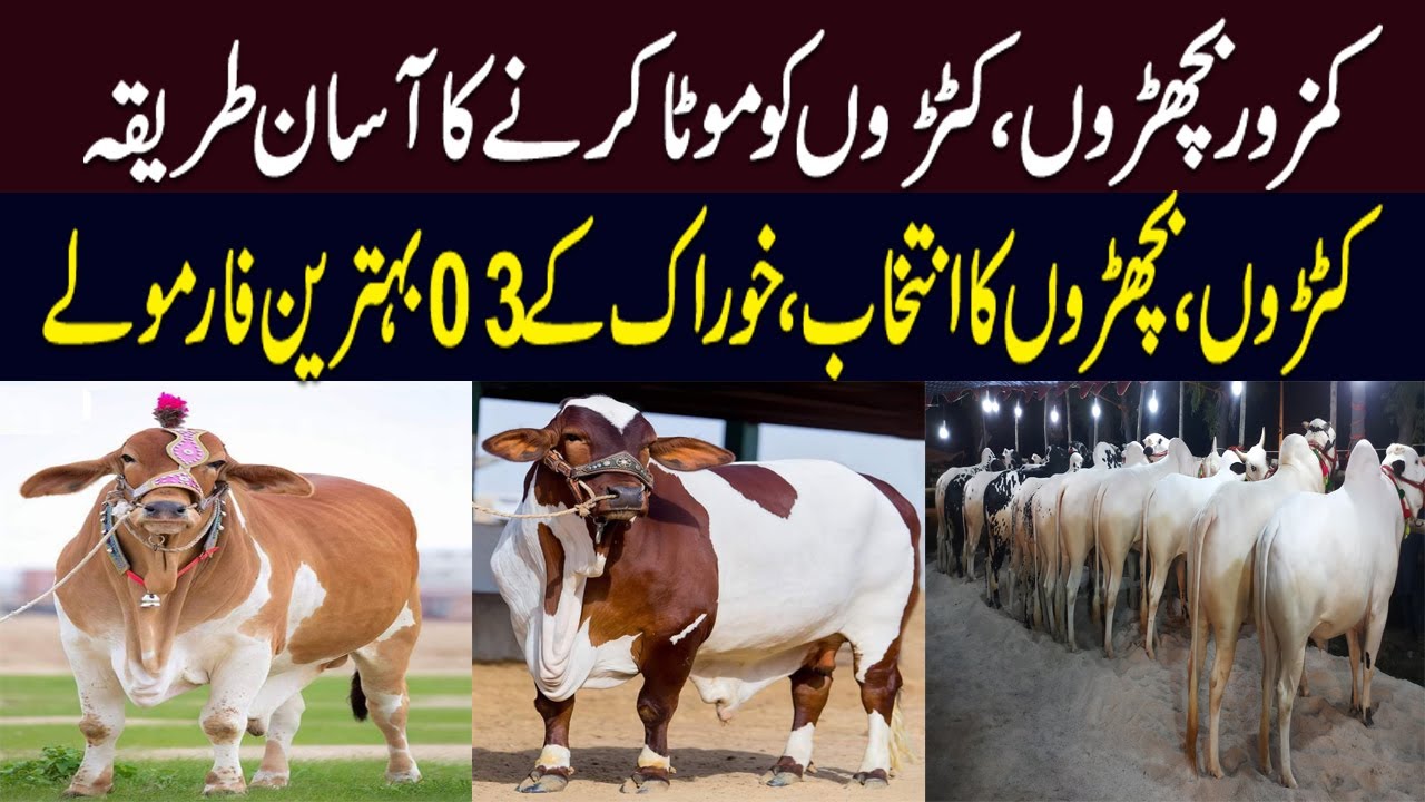 cattle fattening business plan in pakistan