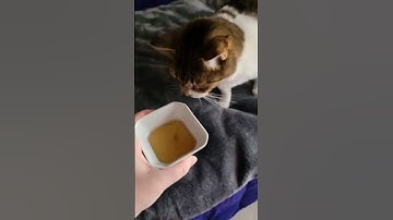 Watch my four cats react to catnip tea.