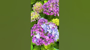 Hoa cẩm tú cầu Đà Lạt #hoacamtucaudalat #dulichdalat #dalattravel