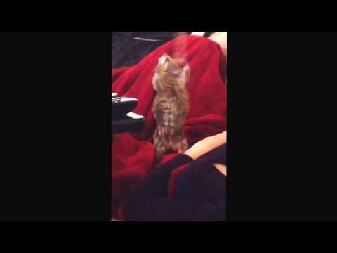 My pet squirrel Nugget trying to snatch my necklace!