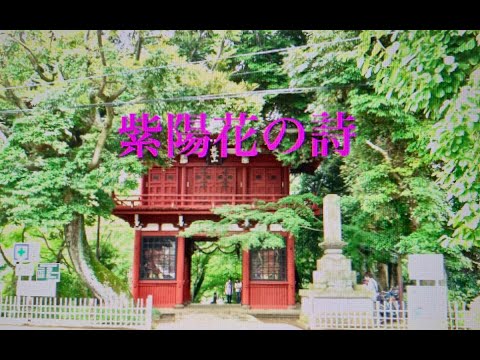 紫陽花の詩　さだまさし（本土寺）