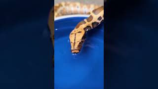 This Blood Python Is THIRSTY! 🐍🥵 #animals #shorts #python
