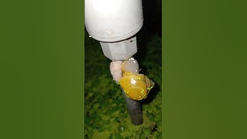 ỐC TÁO ĐẺ TRỨNG