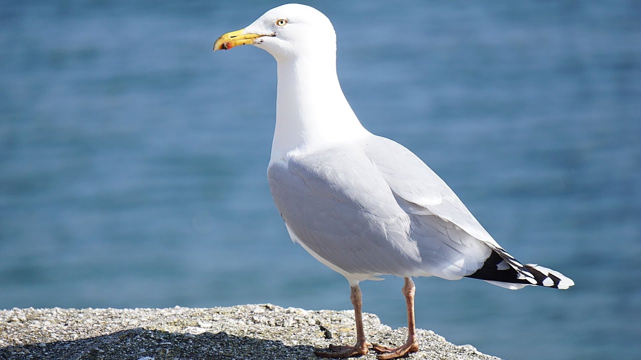 Le Cri De La Mouette Audio
