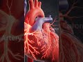 Right &amp;Left coronary artery Mbbs in Hindi