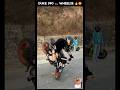 Duke 390 | Wheelie 🔥 Jannu Stuntz #shorts #viralvideo #duke390 #stuntz