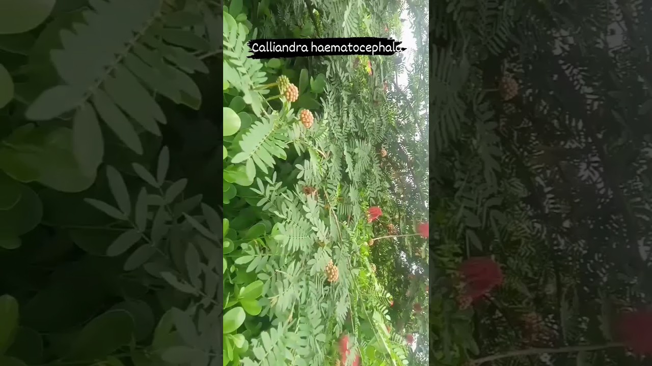Calliandra haematocephala 