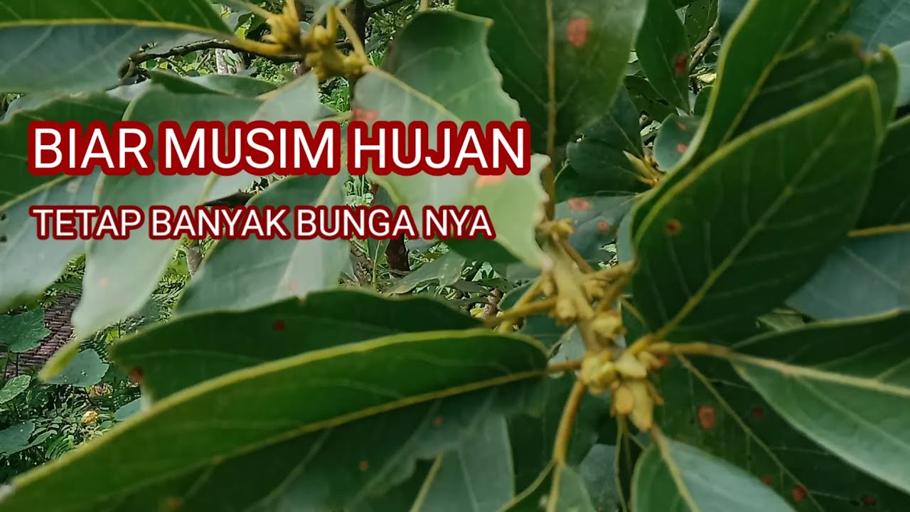 #HASILPEMUPUKAN DI MASA TRANSISI