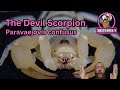 Yellow scorpion care . paravaejovis confusus