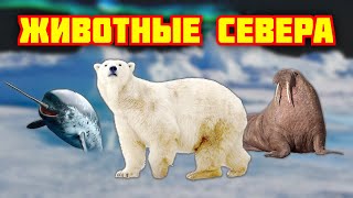 Животные севера для детей. Полярные животные. Развивающие мультики