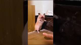 funny Animals