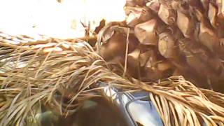 Palm Tree falls on car