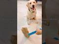 Nazar ke sath,dil bhi rakh raha hai 😍 ||labrador || #shorts #viral #trending #love #labrador #memes