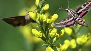 hummingbird hawk-moths sippin on flowers (EPIC)