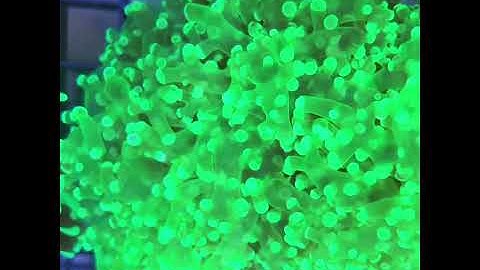 Sabah Neon Frogspawn Coral