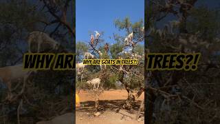 Why Goats Climb Trees Will Shock You 😳🐐