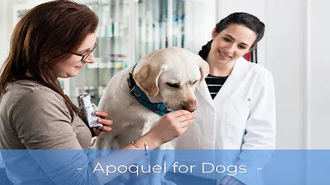 Apoquel for Dogs: Allergic Skin, Causes, Symptoms, & More