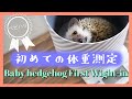 【Baby hedgehog】ハリネズミお迎えしてから初めての体重測定/First weight-in【ベビハリ】