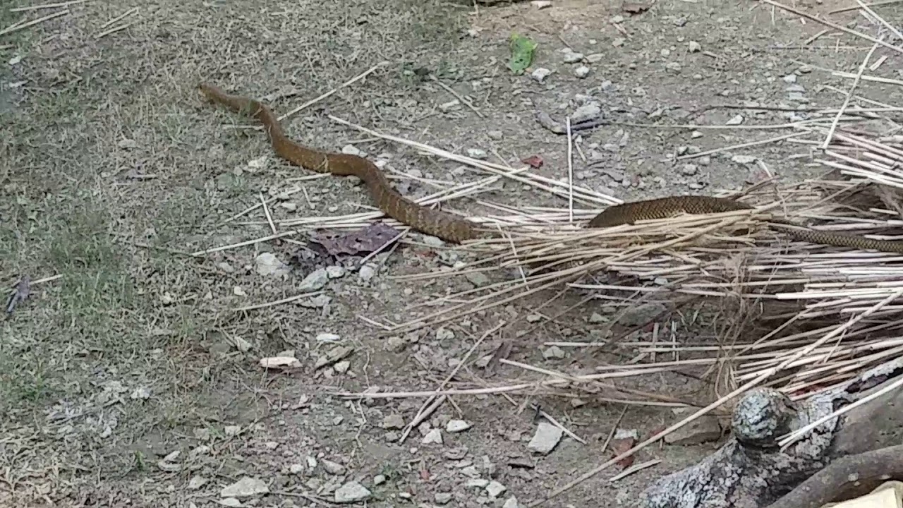 Hen vs snake YouTube